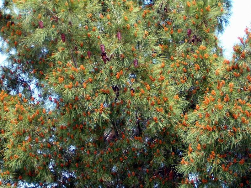 Pinus halepensis / Pino d''Aleppo